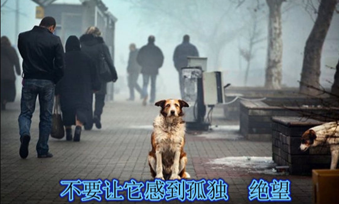 开封开封爱影圈微博微信转发案例